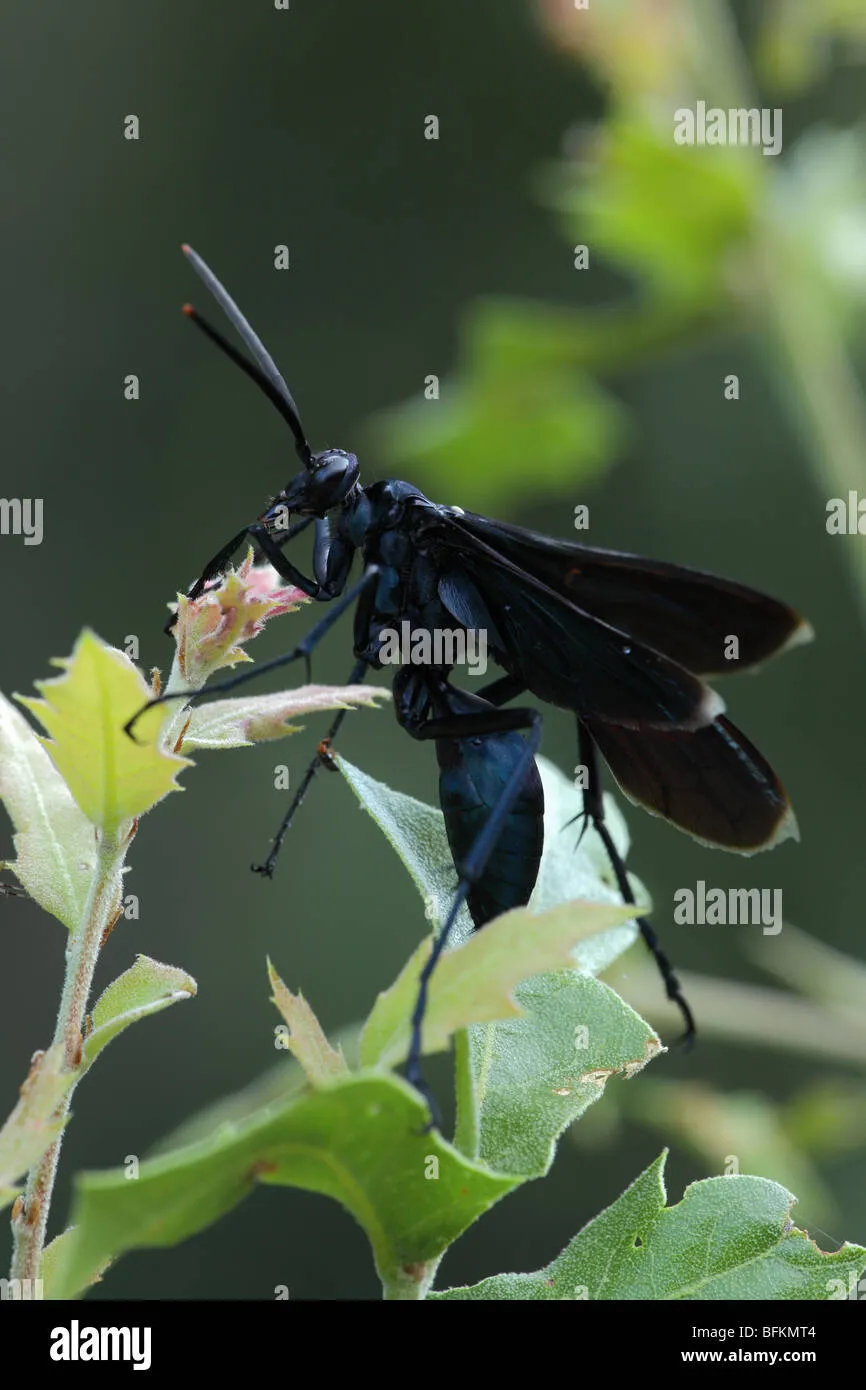 22548 tarantula wasp safety