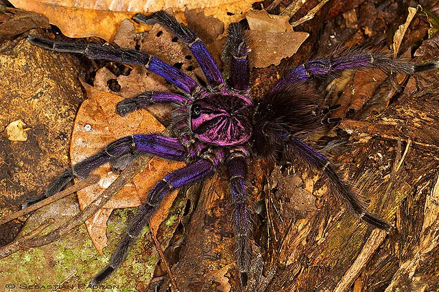 22550 cuban purple tarantula conservation