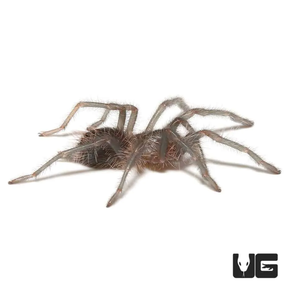 22550 cuban purple tarantula defensive