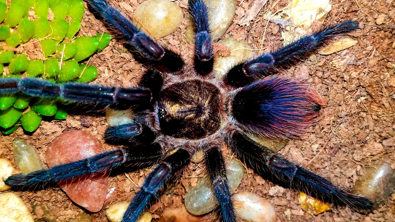 22550 cuban purple tarantula feeding
