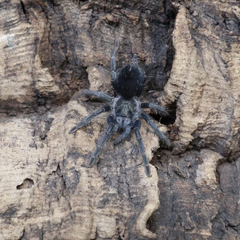22550 cuban purple tarantula in enclosure
