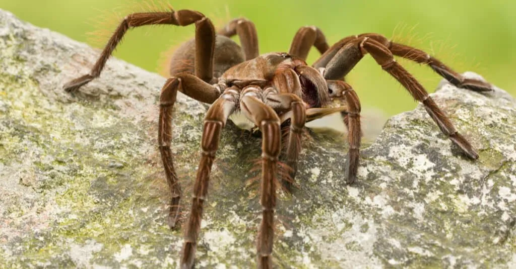 22551 goliath birdeater feeding