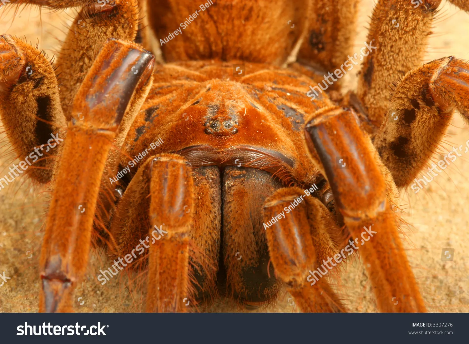 /img/22551-goliath-birdeater-habitat.webp