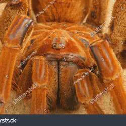 /img/22551-goliath-birdeater-habitat.webp