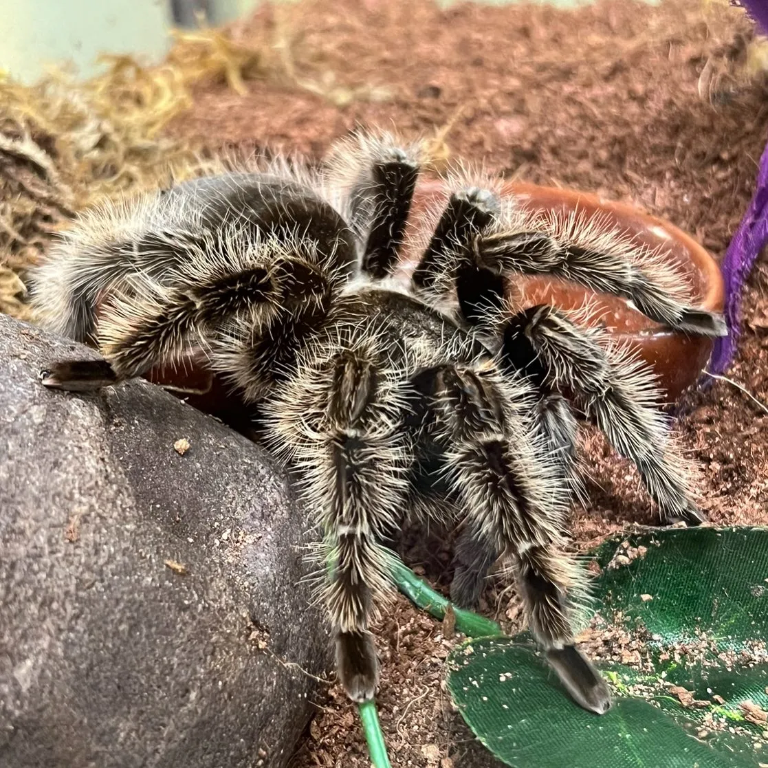 22552 curly haired tarantula male female