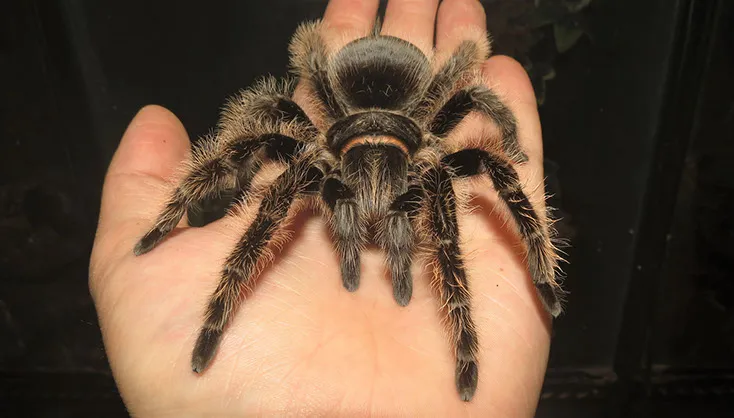 22552 curly haired tarantula molting