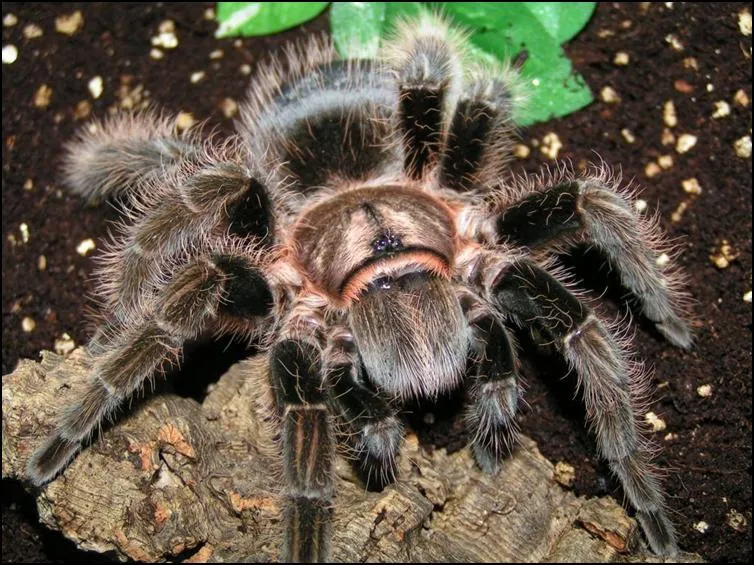 /img/22552-curly-haired-tarantula-species.webp