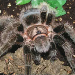 /img/22552-curly-haired-tarantula-species.webp