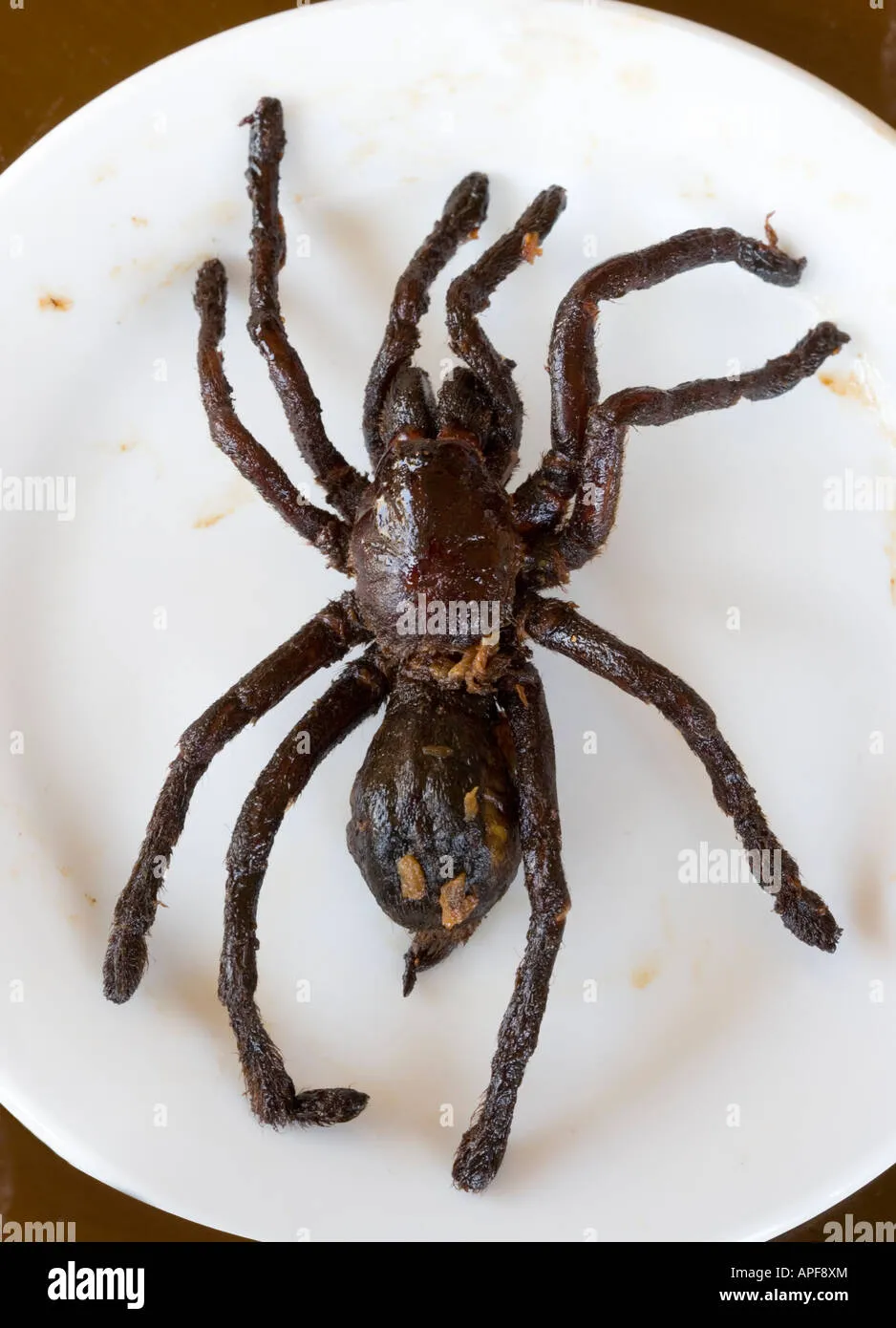 22553 cambodia tarantula spider close up