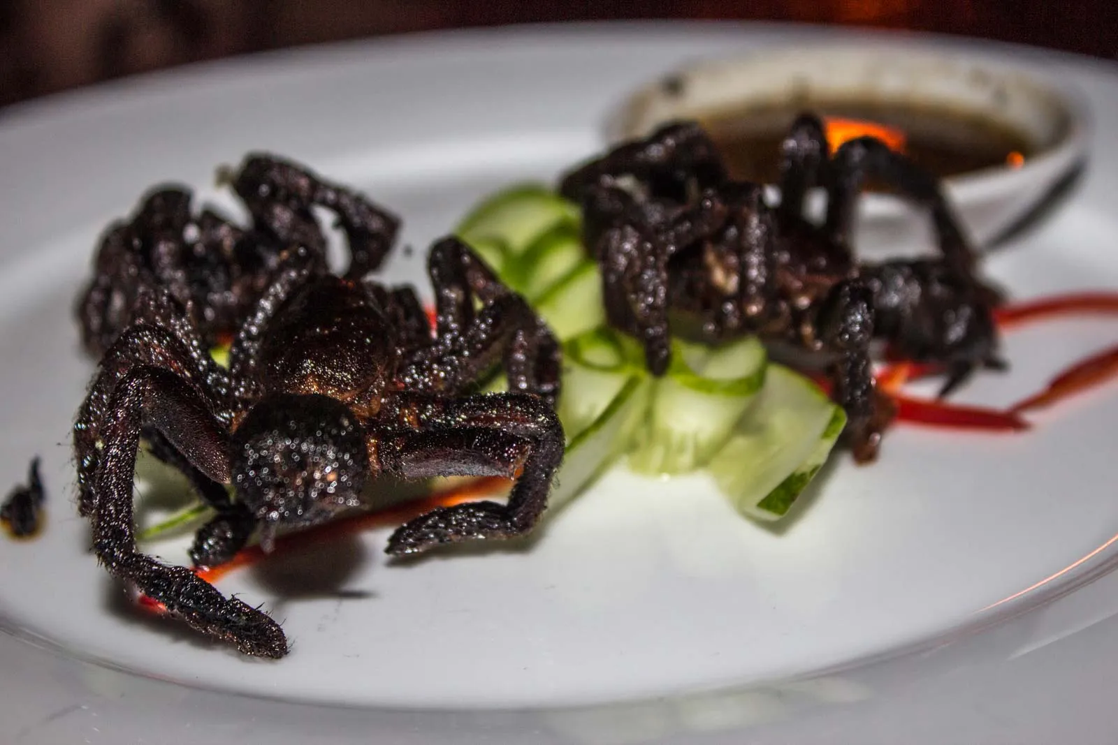 22553 cambodia tarantula spider feeding