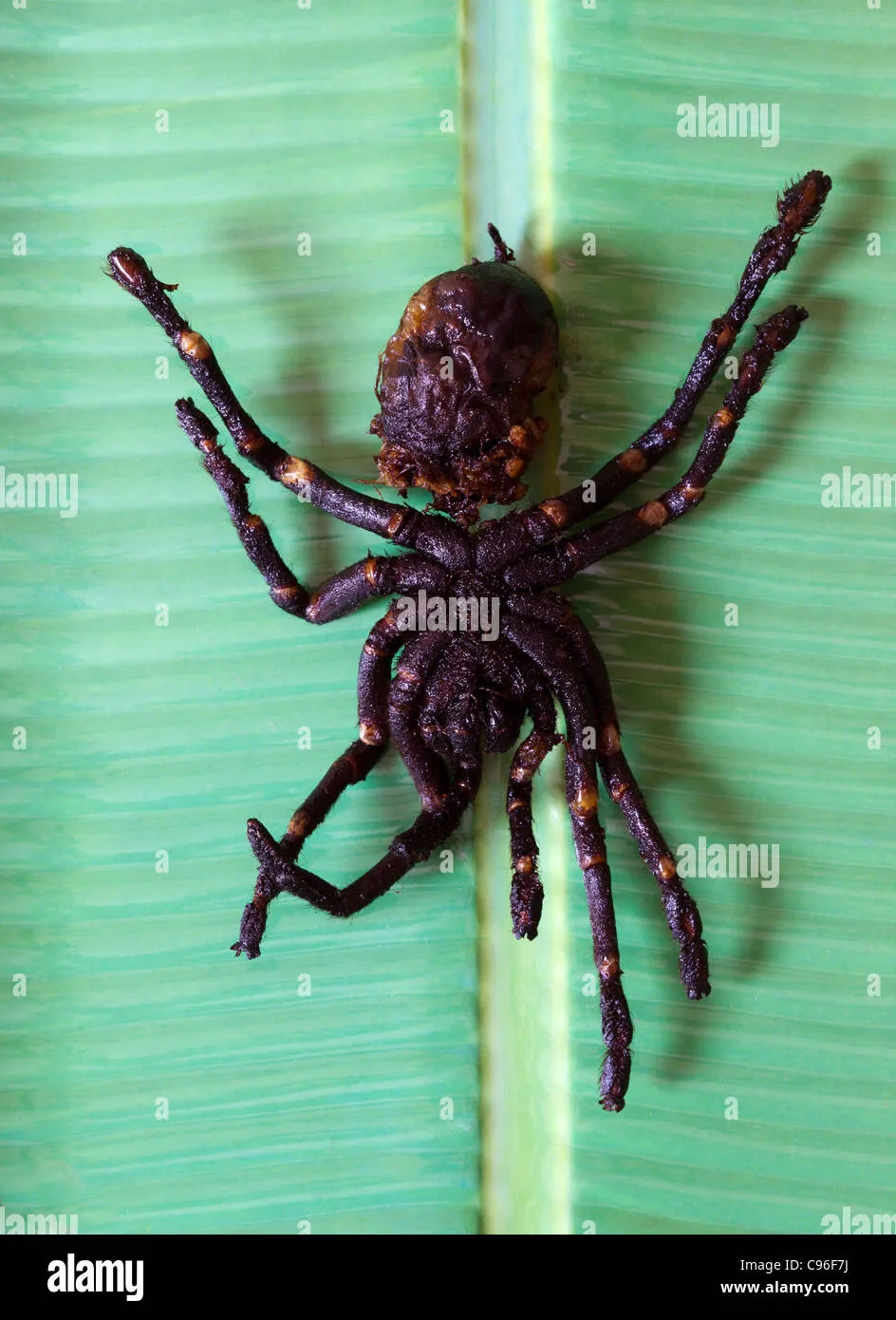 /img/22553-cambodia-tarantula-spider-map.webp