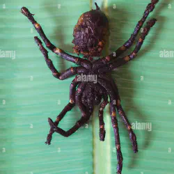 /img/22553-cambodia-tarantula-spider-map.webp