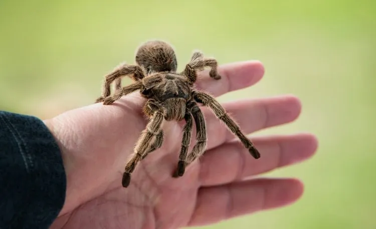 22555 tarantula molting