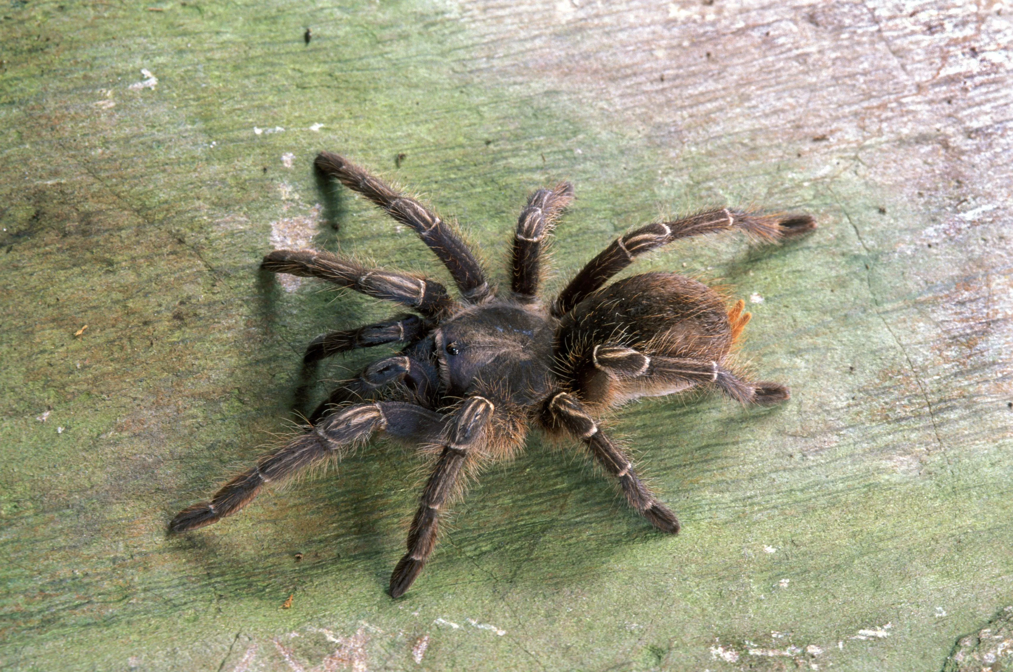 /img/22555-tarantula-spiderlings.webp