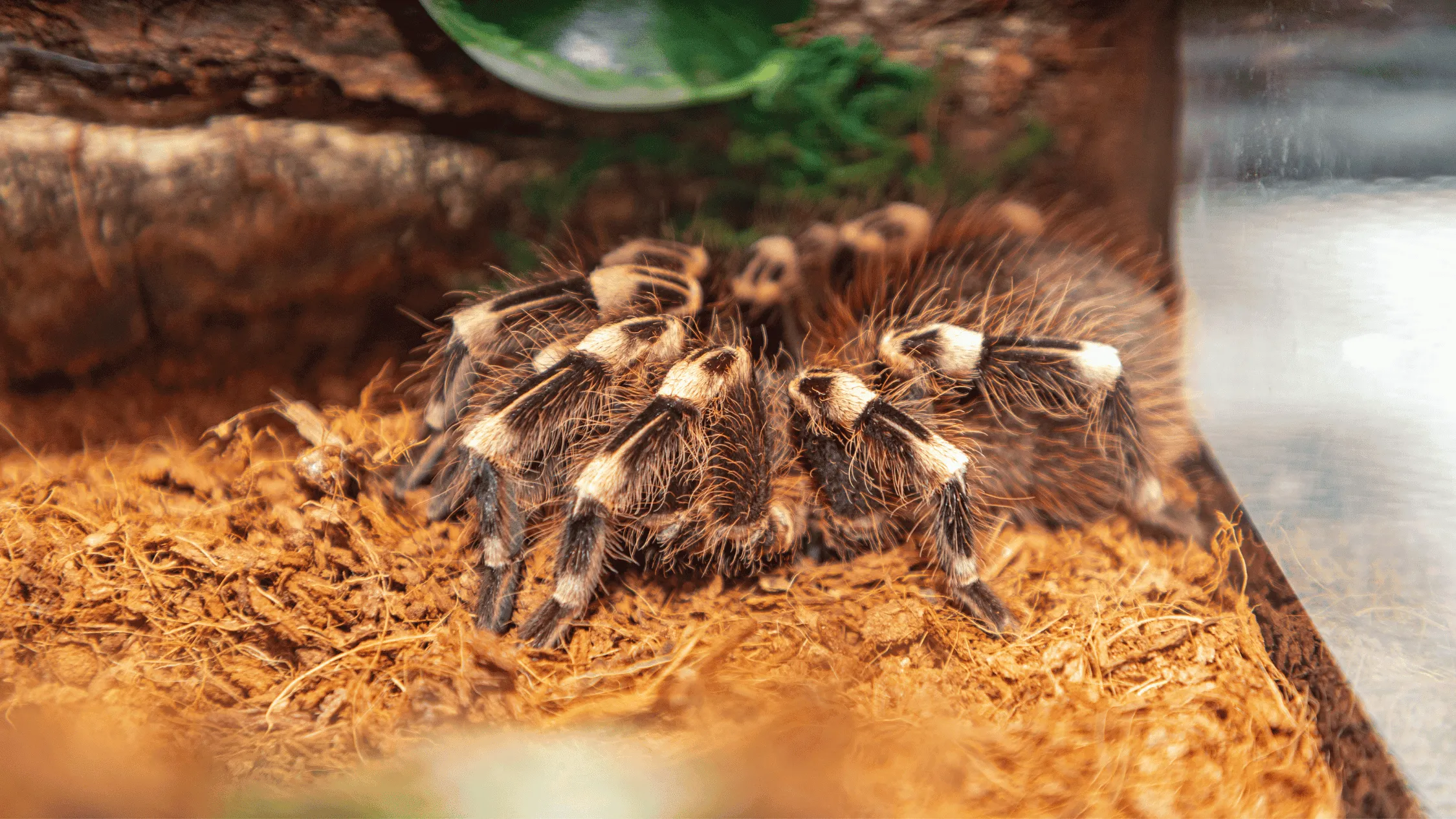 22555 tarantula water