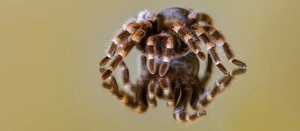 22556 tarantula size shape