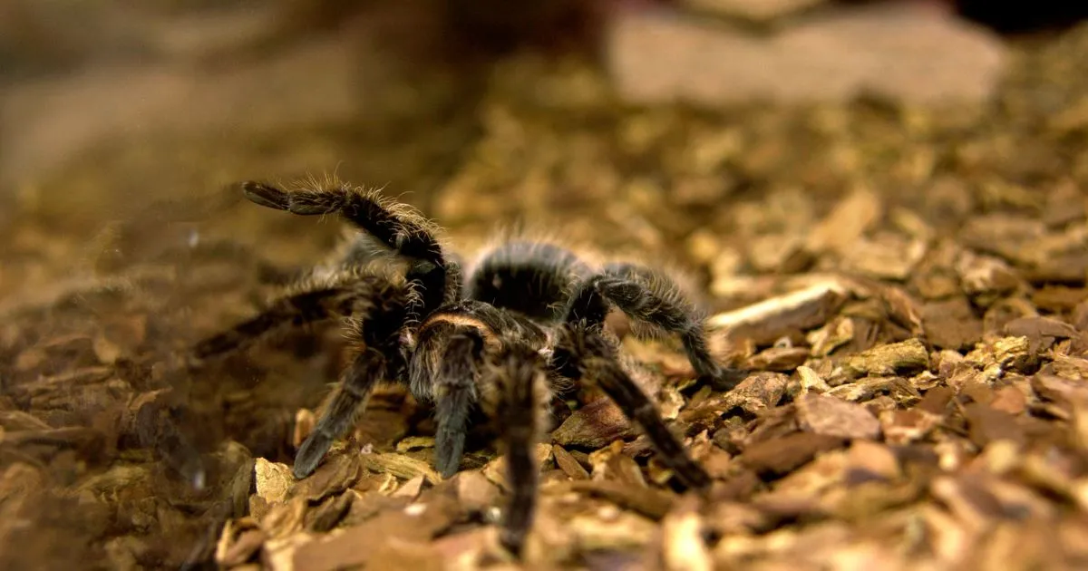 22556 tarantula ventilation