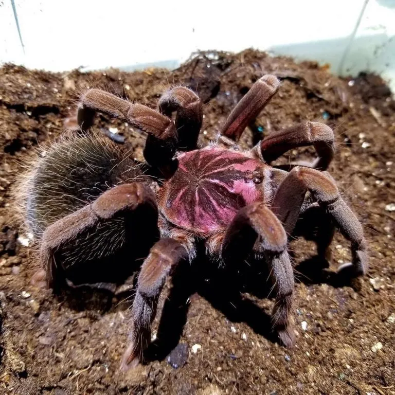 22557 happy forest tarantula molting