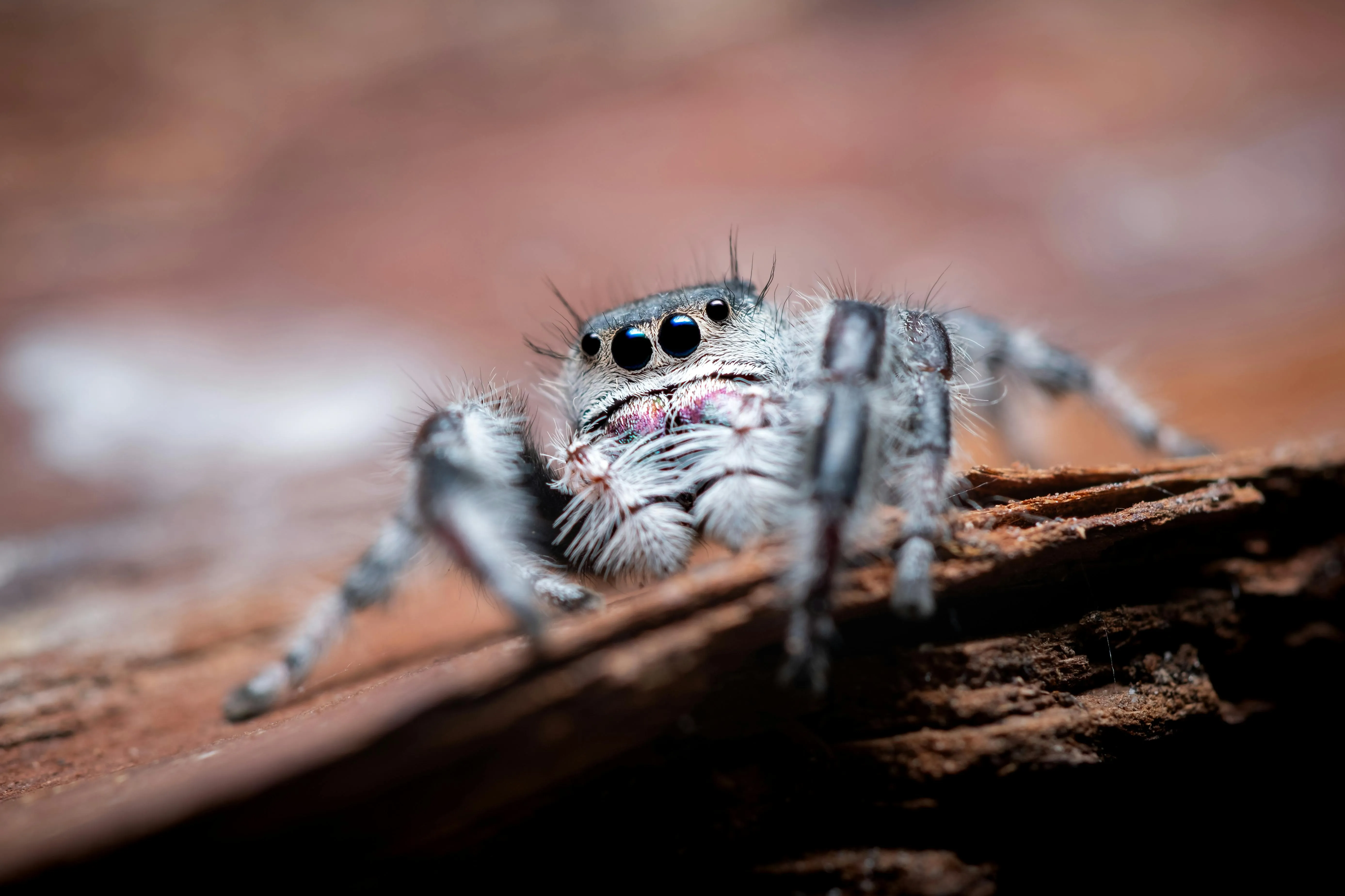 /img/22558-tarantula-print-image7.webp