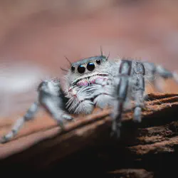 /img/22558-tarantula-print-image7.webp
