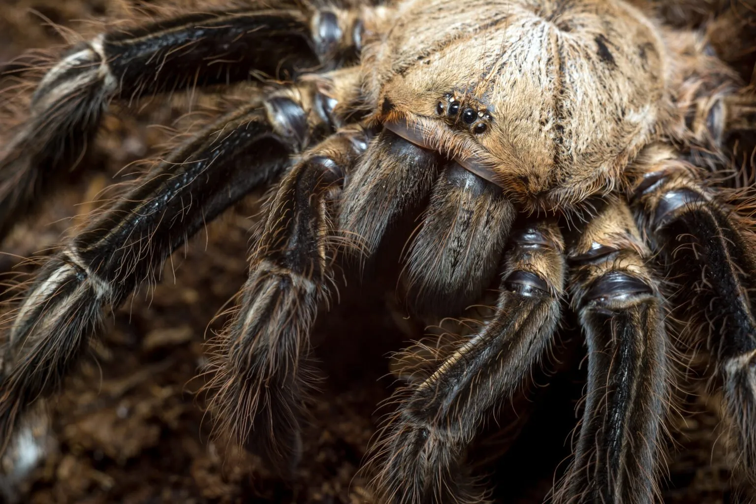 /img/22559-giant-tarantula-conservation.webp
