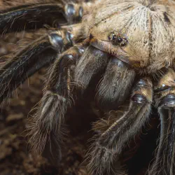 /img/22559-giant-tarantula-conservation.webp