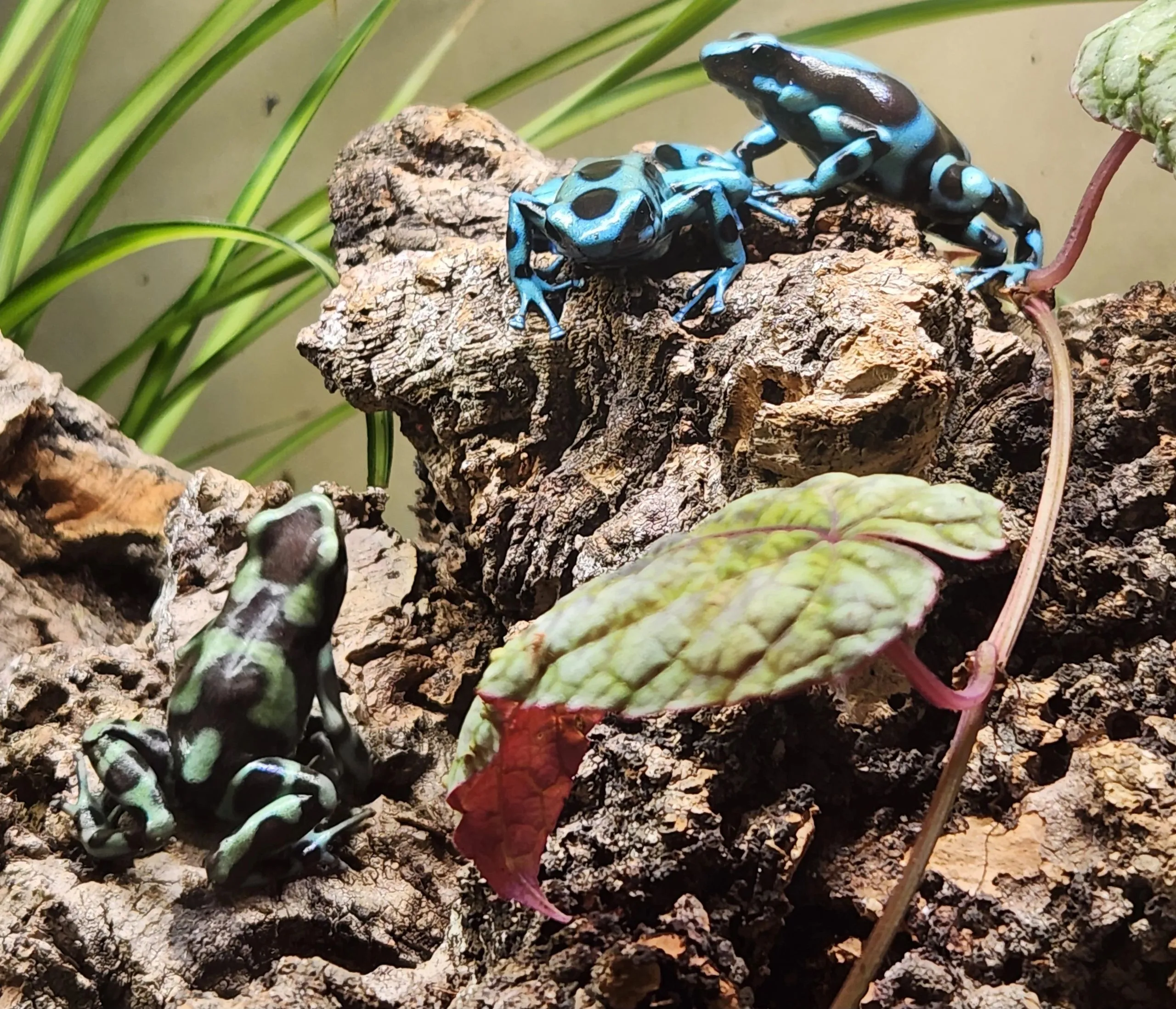 22560 tarantula handling demonstration