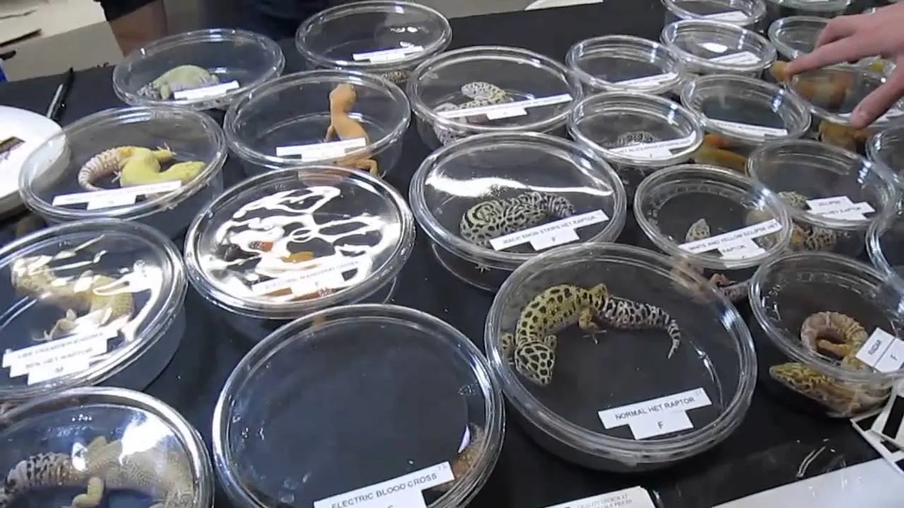 22560 tarantula species display