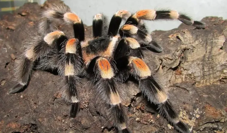 22561 mexican red knee tarantula feeding 1