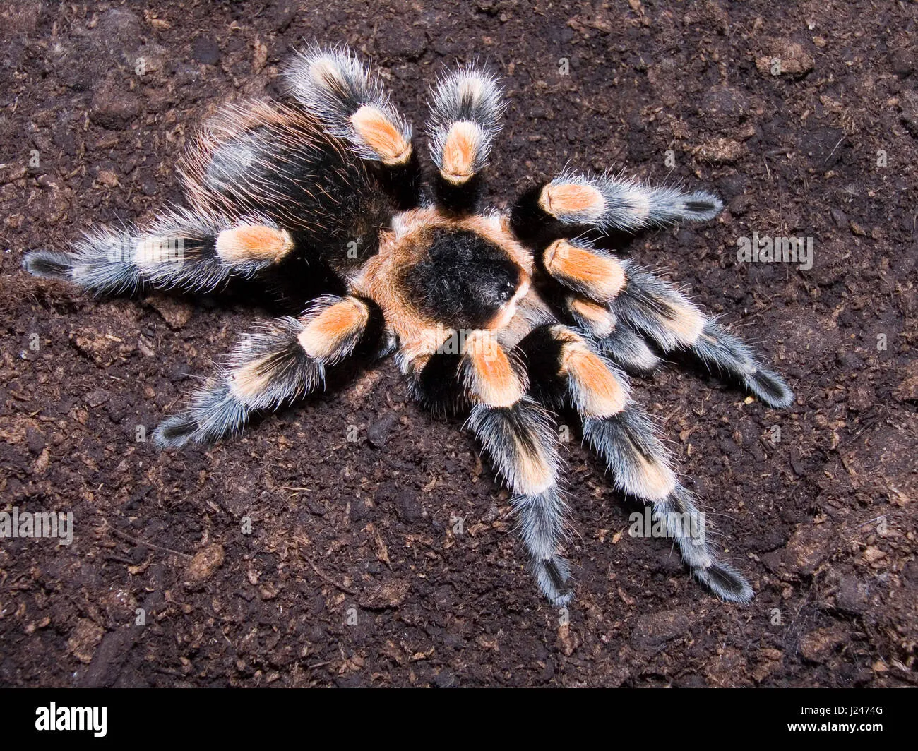 22561 tarantula drinking water
