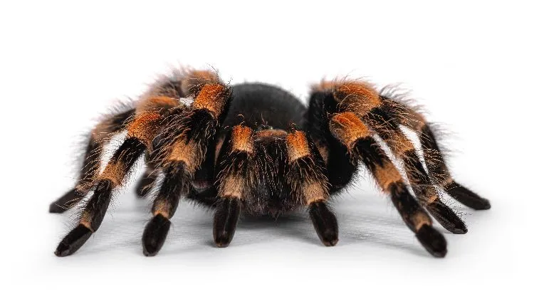 /img/22561-tarantula-eating.webp