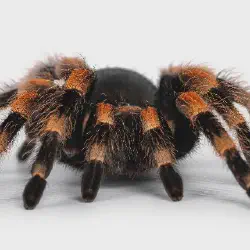 /img/22561-tarantula-eating.webp