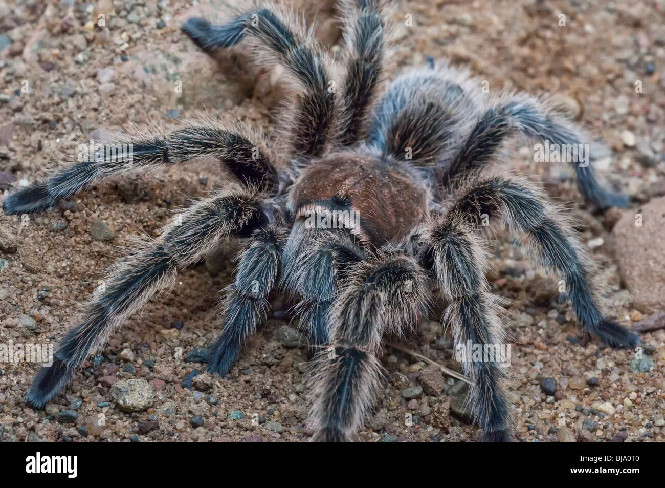 22562 rose hair tarantula appearance