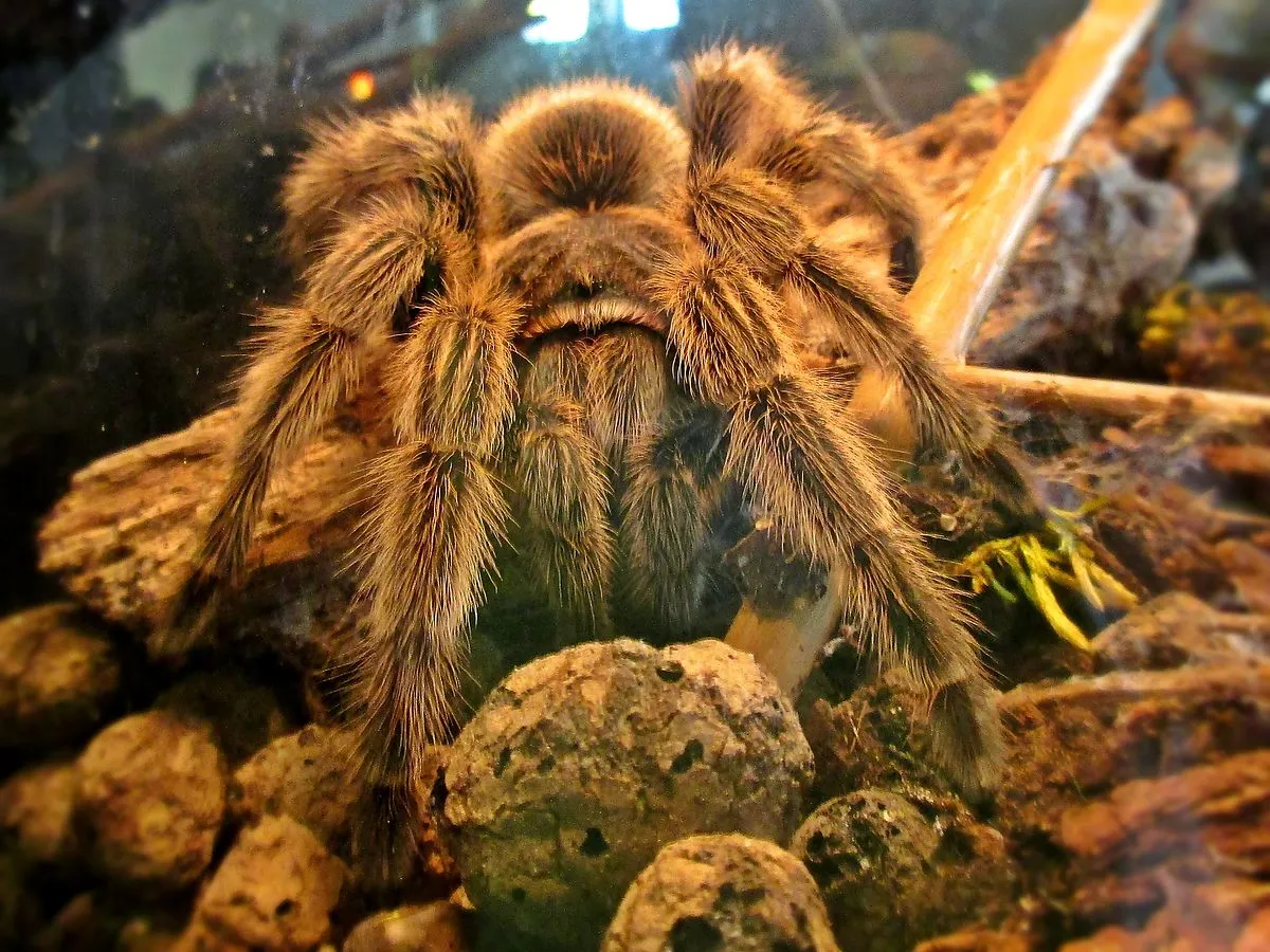 /img/22562-rose-hair-tarantula-molting.webp