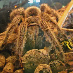 /img/22562-rose-hair-tarantula-molting.webp