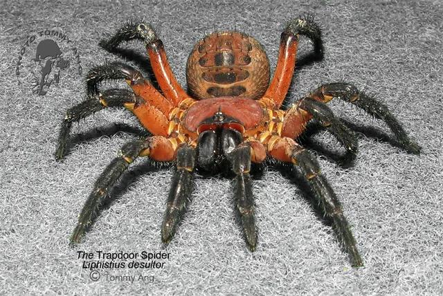 22566 tarantula security overview