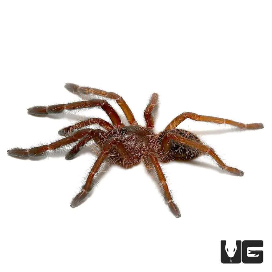 22568 singapore tarantula species