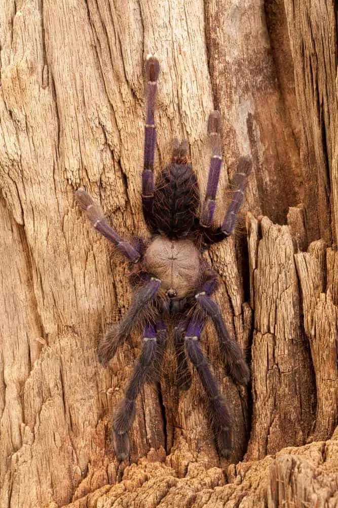 22568 singapore tarantula venom