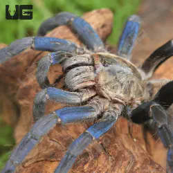 /img/22569-cobalt-blue-tarantula-enclosure.webp