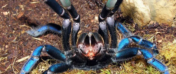 22569 cobalt blue tarantula feeding
