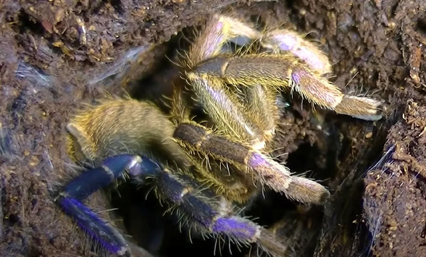 22569 cobalt blue tarantula handling