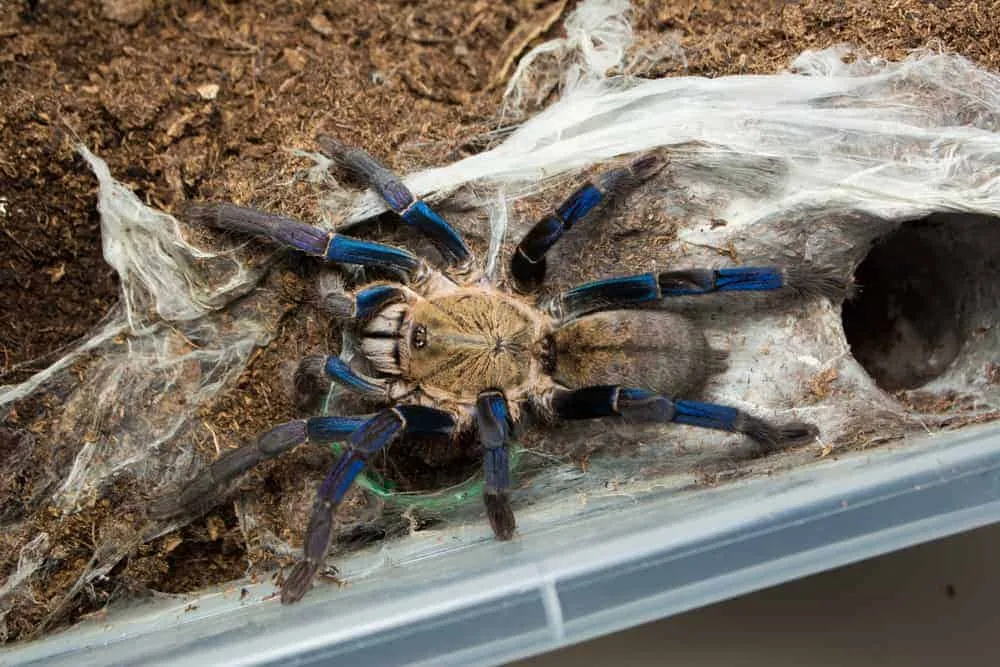 22569 cobalt blue tarantula molting