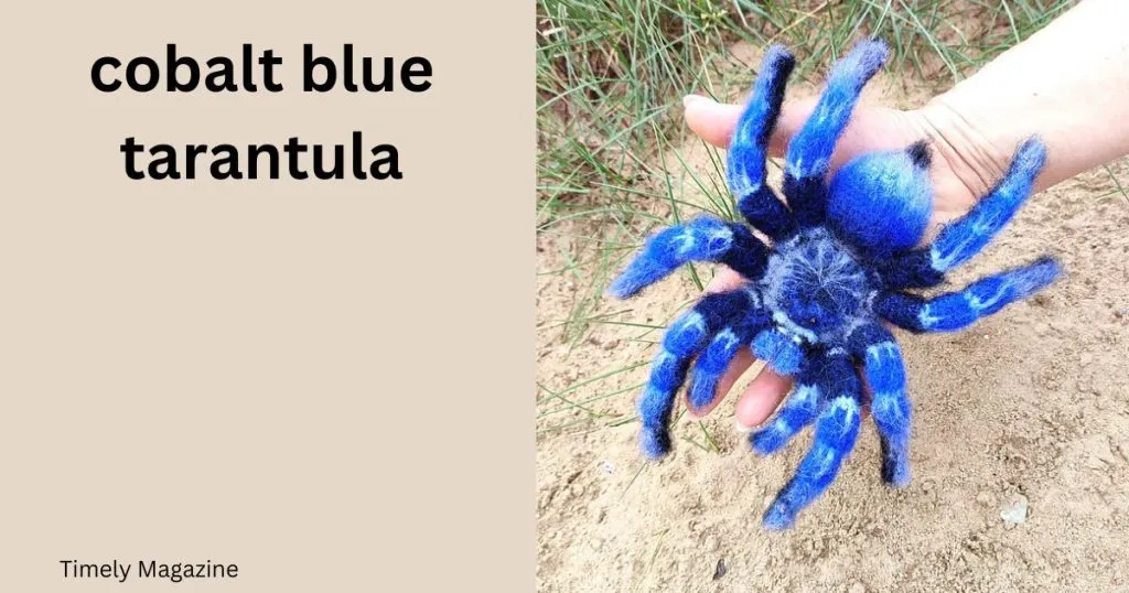 22569 cobalt blue tarantula substrate
