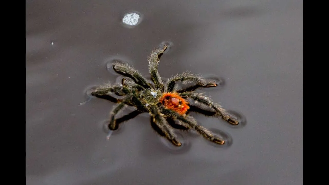 22570 tarantula anatomy