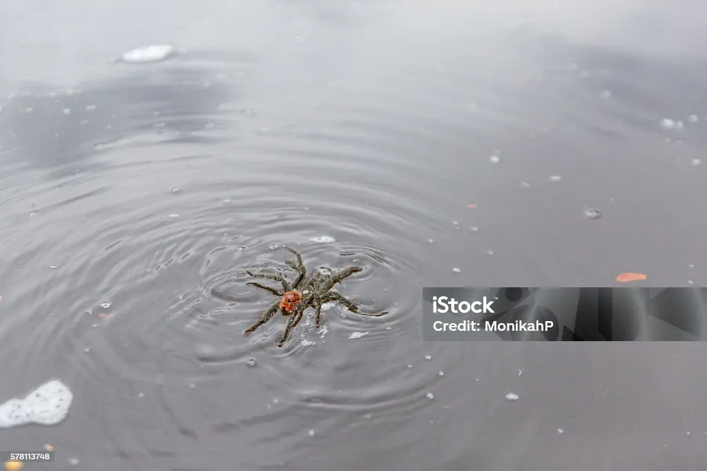 22570 tarantula habitat