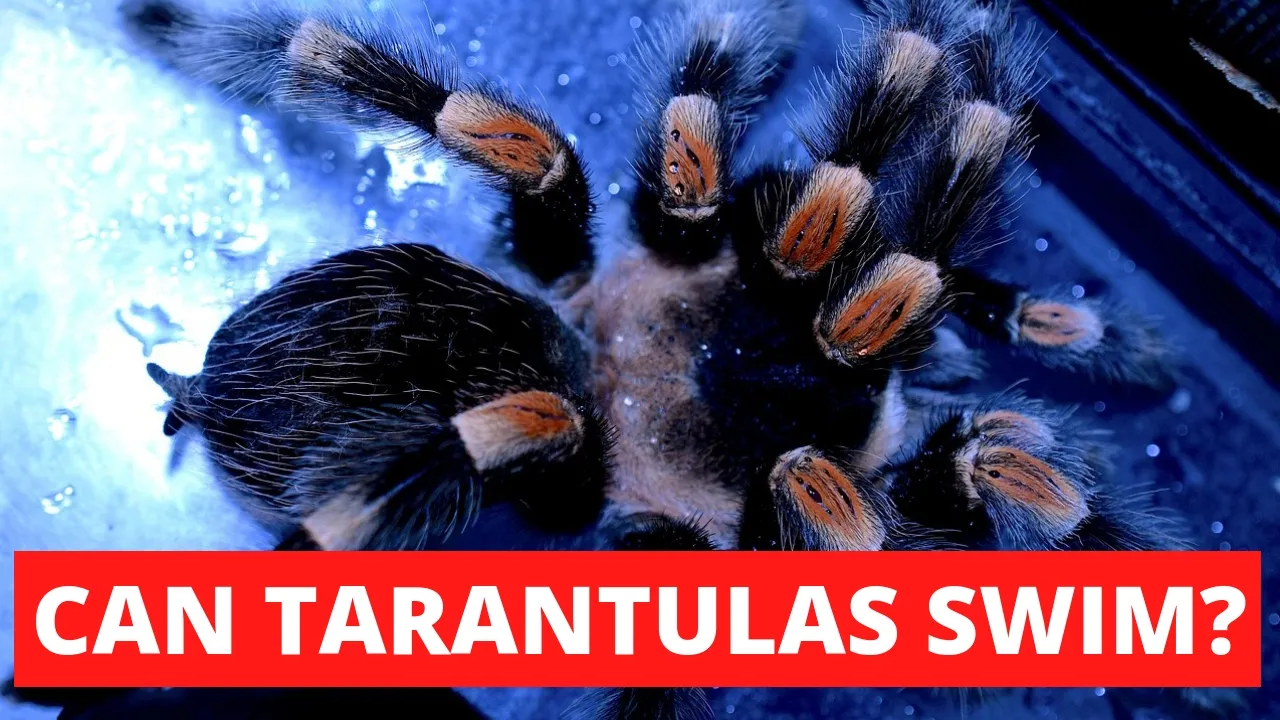 22570 tarantula underwater