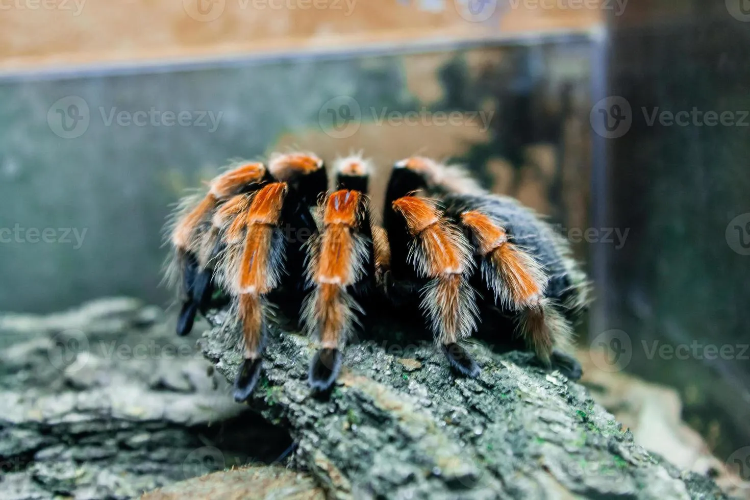 22571 tarantula close up 2