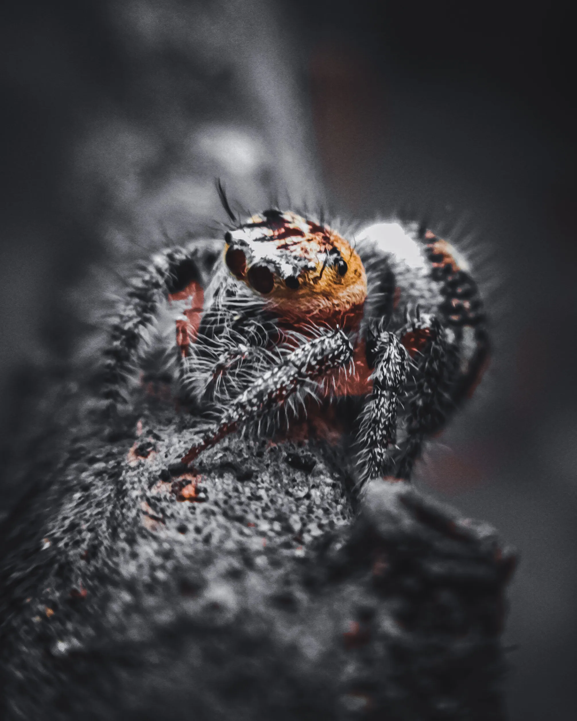 22571 tarantula habitat