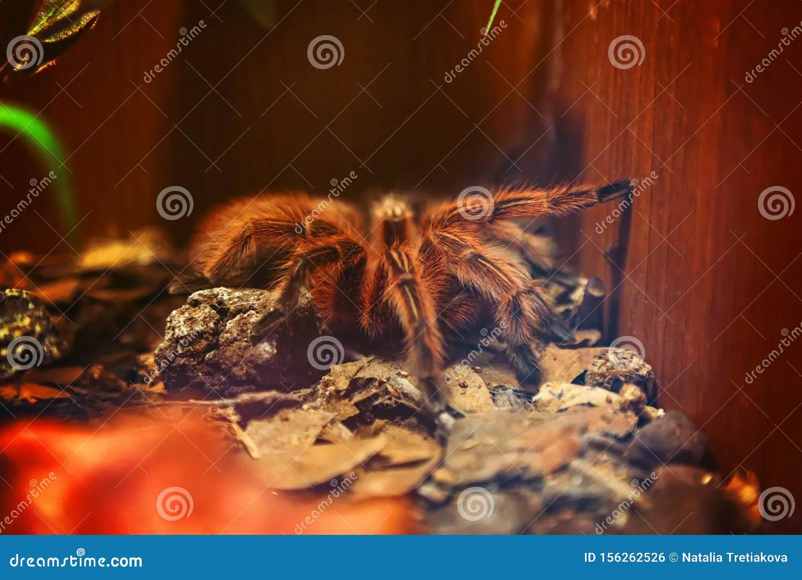 22571 tarantula hunting