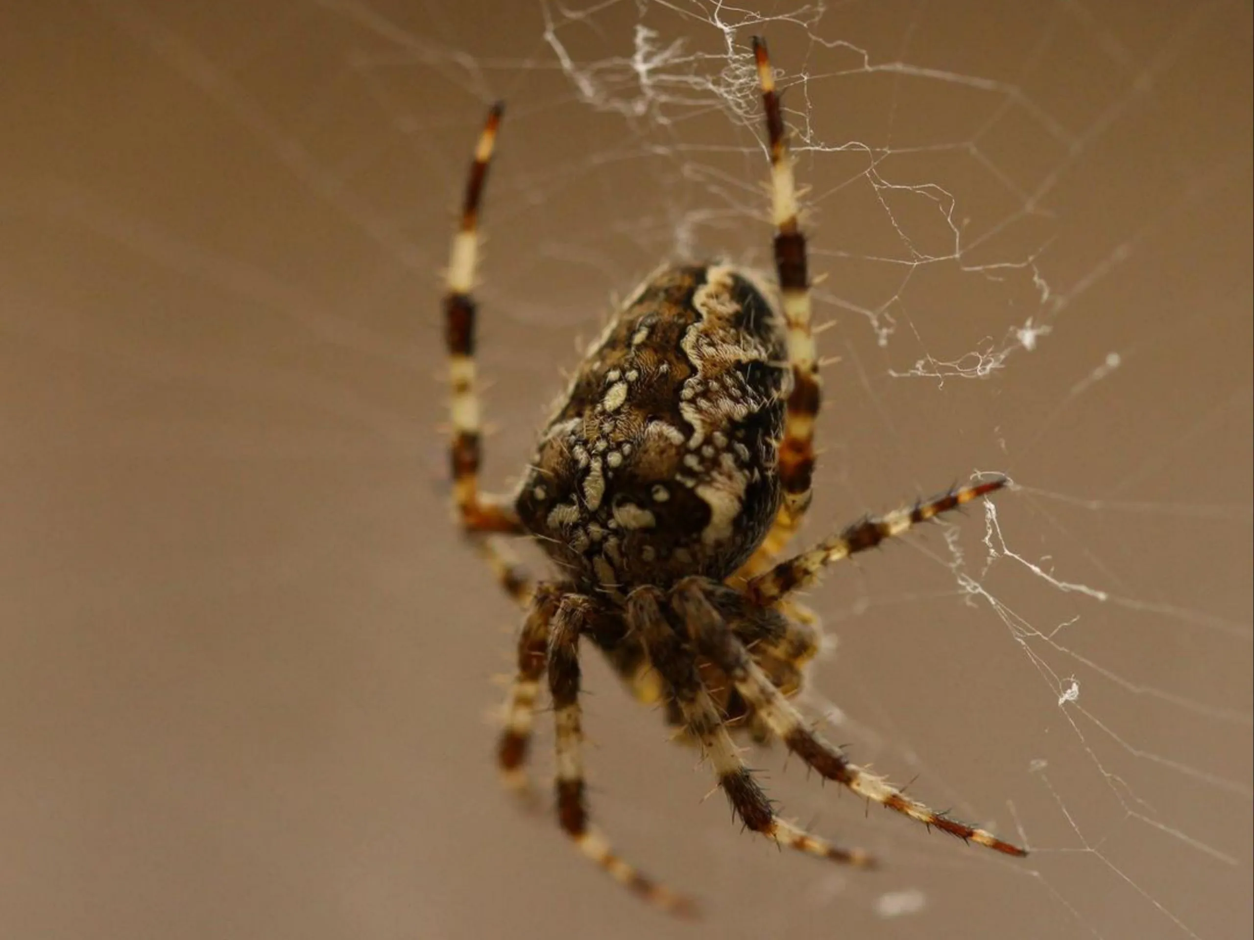 22571 tarantula molting